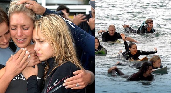 PallaviGunalan's tweet photo. remember when hayden jumped in the water to save the whales via direct action 😭💔 https://t.co/JPeeSnrgdD