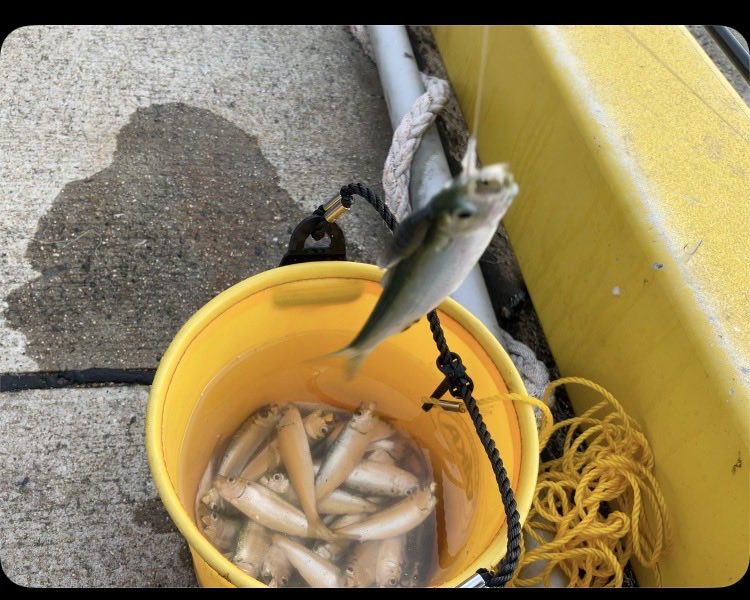 makky256's tweet photo. #謎の生き物
ママカリの上に乗っかってるグソクムシの様なのは何ですか?
教えて海博士達。 https://t.co/KzXPiJP6AA