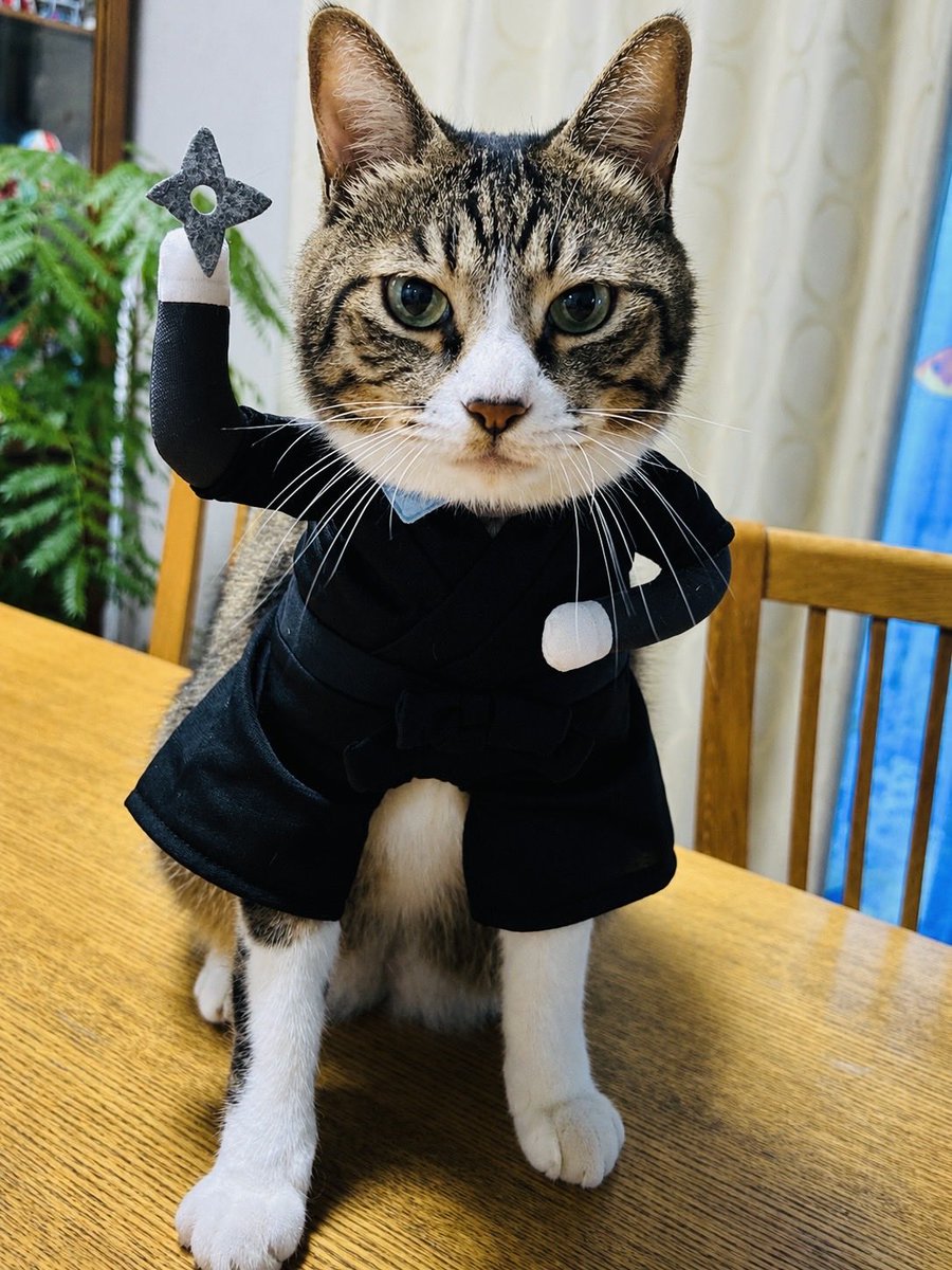 uri_ruby's tweet photo. 真田十勇士　
SHADOWS OF THE TEN NINJA
ニャイ蔵も待機中🥷🐈 https://t.co/doURmFjGbe