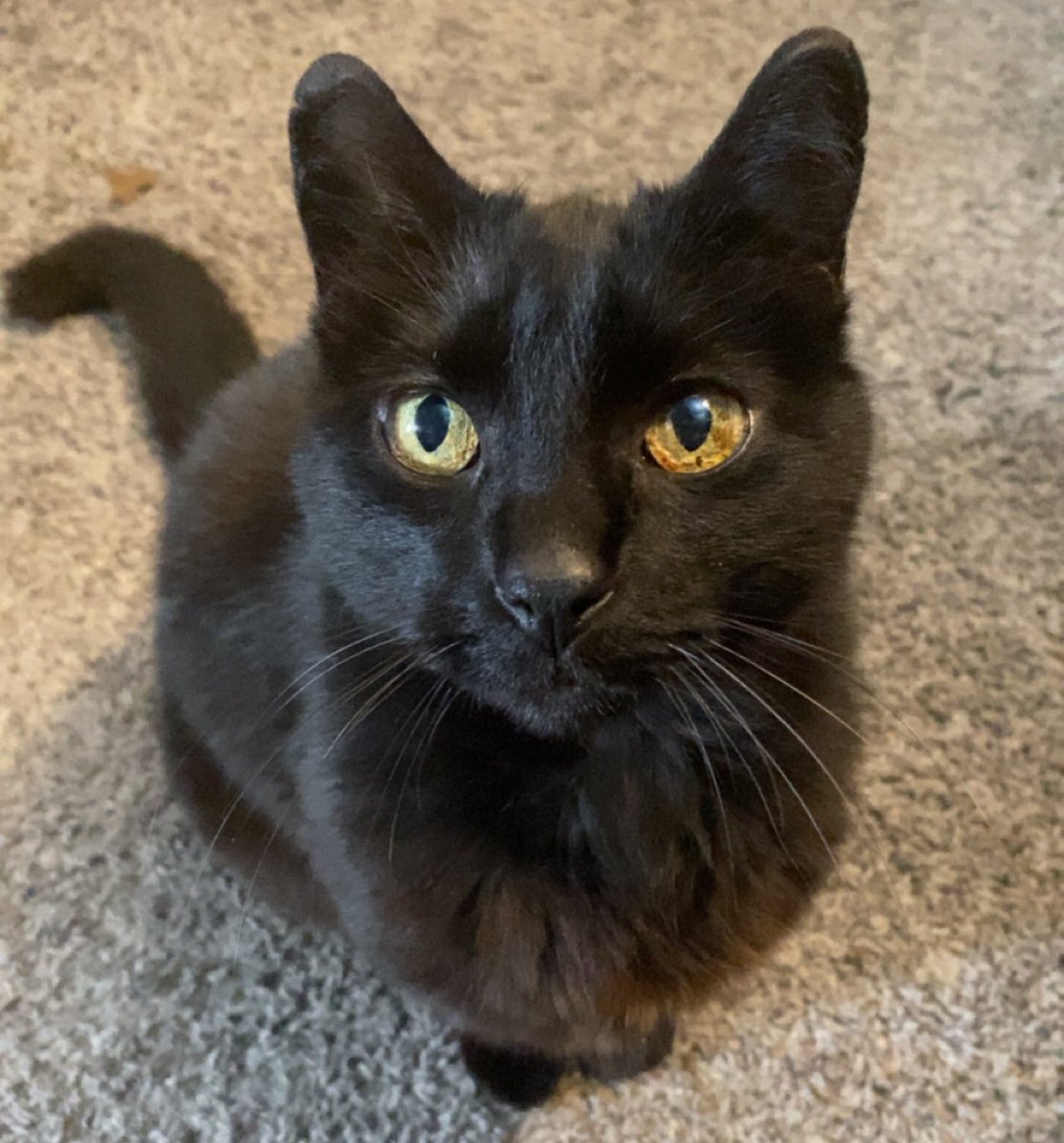 DozerPow's tweet photo. Hi guys meet my new cat Chaucer https://t.co/20uqrZ2Djx