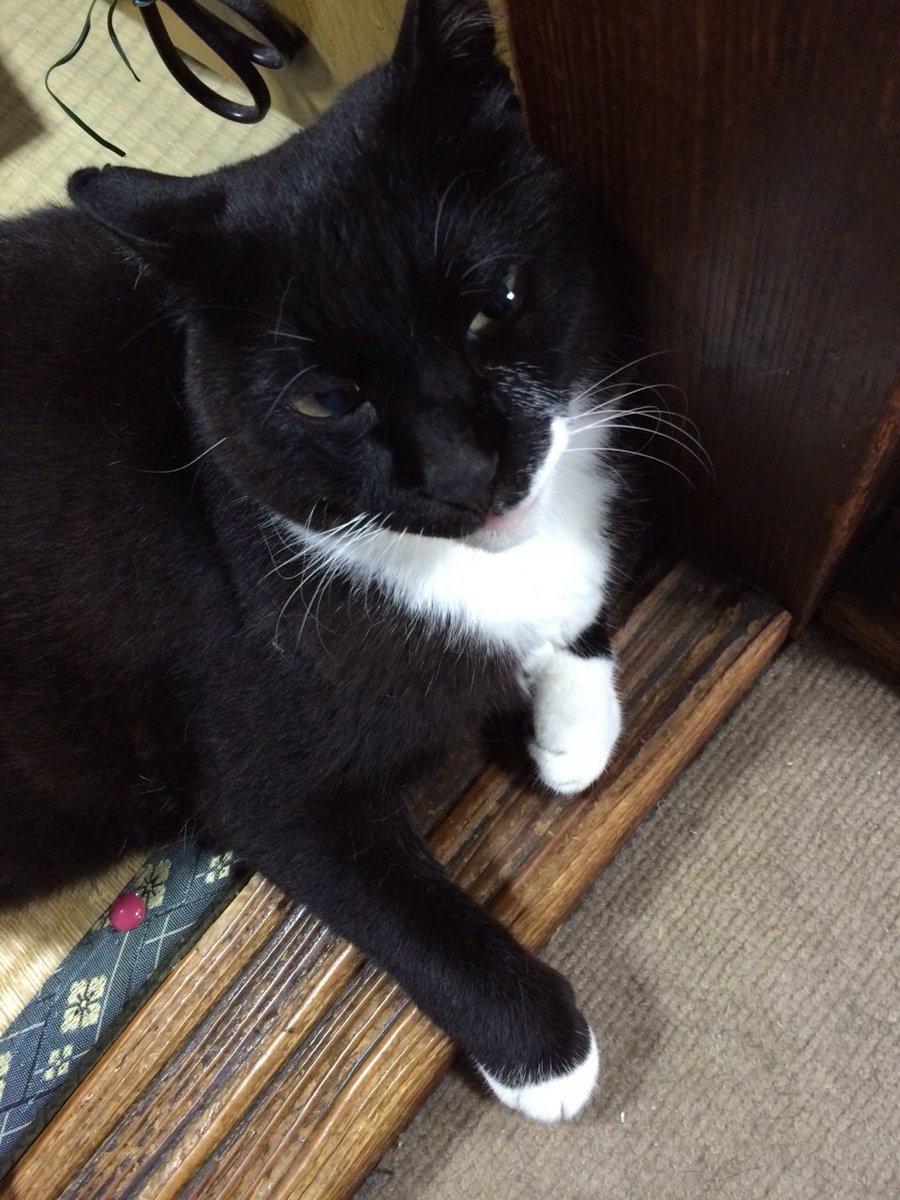 chatoran_game's tweet photo. 黒猫感謝の日って初めて知りました～
黒白だけどいいですか？？
実家のかわいこちゃん！
お空で走り回ってるといいな～✨
#黒猫感謝の日 https://t.co/wwqu8D5Py7