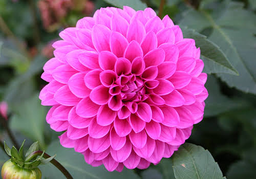 FX58059661's tweet photo. 今日の誕生日花は?

8月17日 月曜日

ダリア
花言葉：栄華

原産地メキシコで、国花です。

18世紀にスペインに渡り、

品種改良が進められました。

古くからおなじみですが、

近年は

イメージを一新するような

形や色の品種が出回っています。

#今日の誕生日花 https://t.co/7W97M4dtHs