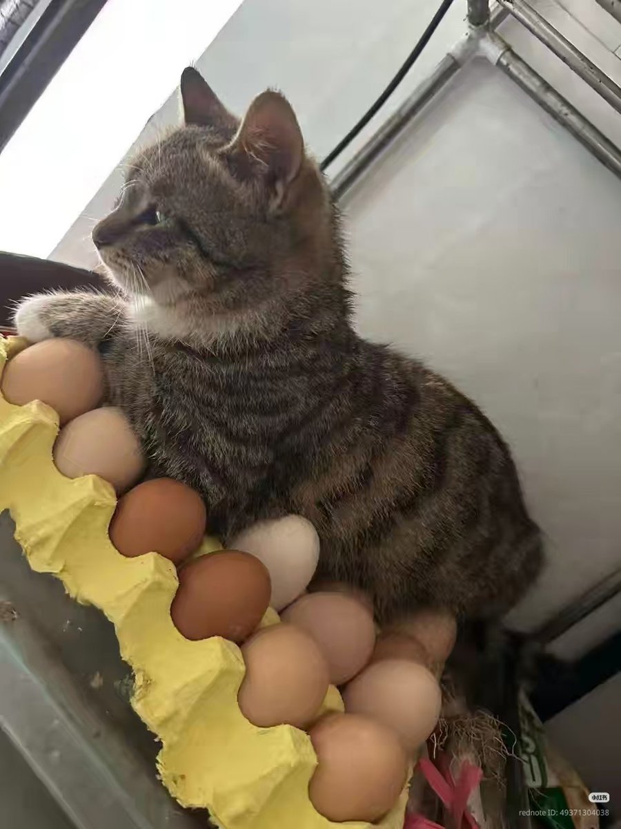 nocontextscats tweet picture