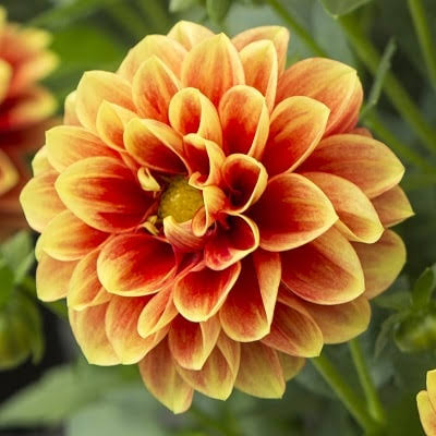 FX58059661's tweet photo. 今日の誕生日花は?

8月17日 月曜日

ダリア
花言葉：栄華

原産地メキシコで、国花です。

18世紀にスペインに渡り、

品種改良が進められました。

古くからおなじみですが、

近年は

イメージを一新するような

形や色の品種が出回っています。

#今日の誕生日花 https://t.co/7W97M4dtHs
