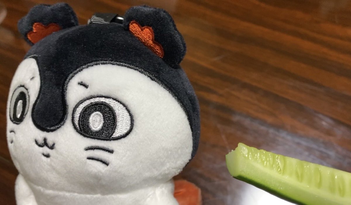 hato_heiwajima's tweet photo. キュウリ食べようね🥒 https://t.co/LZd73NJoQ1