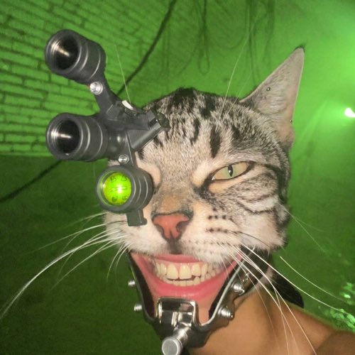 emon__wtf's tweet photo. Aped cyclops cat at 19k 

I think it’s retarded and sends

7P5dgt66VHbZYtvowqj4jJrC9d7PZ592fjXKyK99pump https://t.co/z4i7Rtw4Qs
