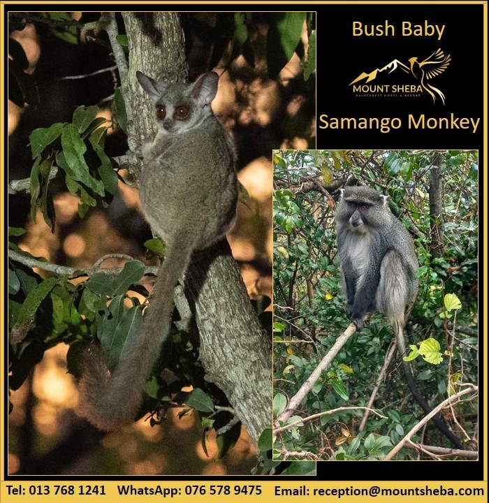 taoallinweb3's tweet photo. Mount Sheba’s forests shelter the nocturnal Thick-tailed Bushbaby and Samango Monkey, both adapted to canopy life for protection and food. https://t.co/dAjOViTduH