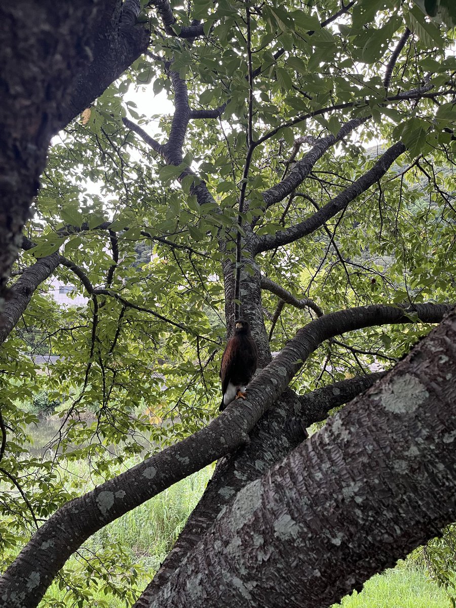 k_k5159's tweet photo. ハリスホーク?らしき鳥がいます。
人懐こくてこちらを見てきて逃げません。
迷子かな？

#ハリスホーク　#迷子　#南伊豆町 https://t.co/5Qclc5Pd50