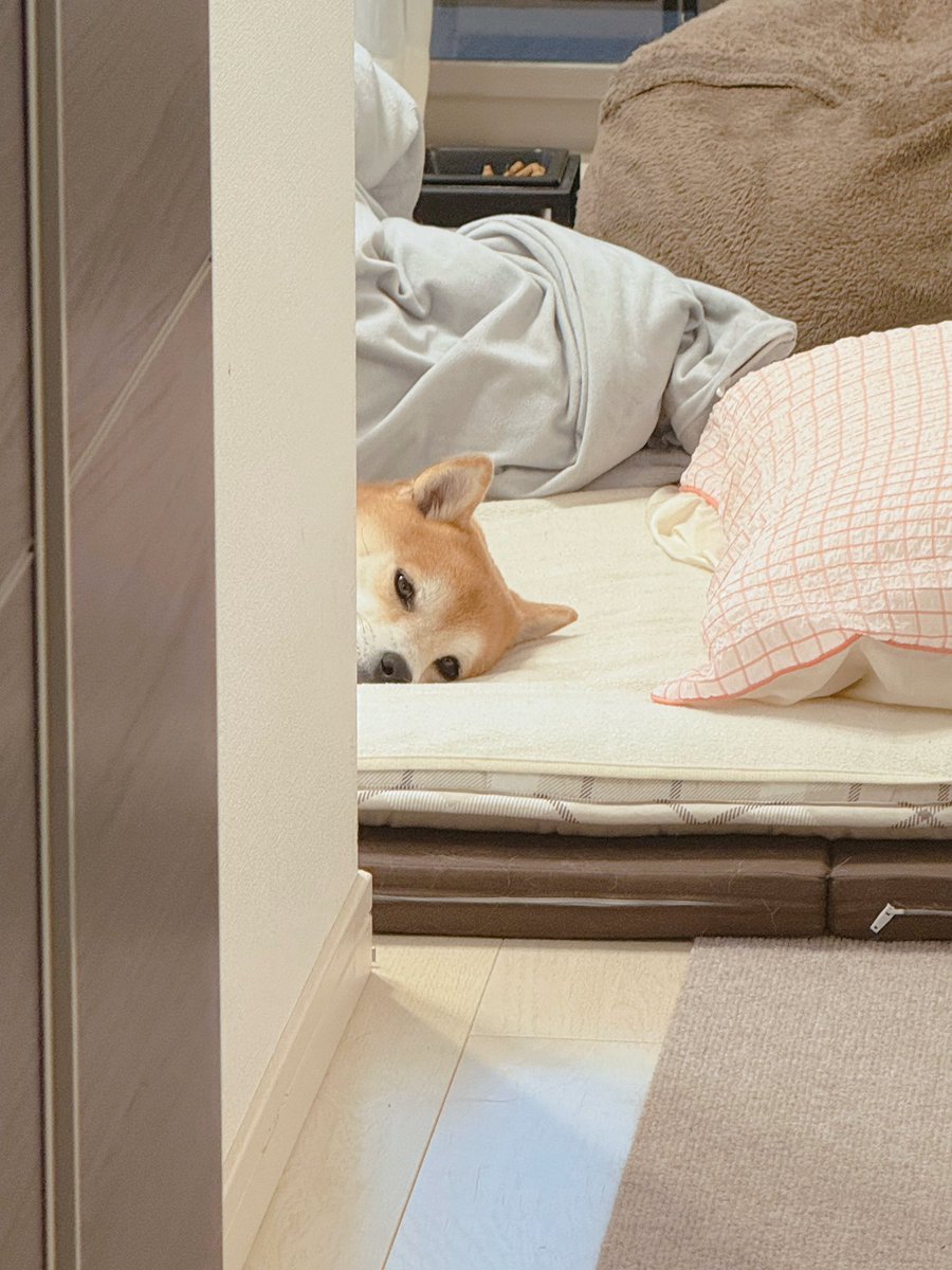 okaka_0516's tweet photo. お出かけ行って疲れた柴犬
スーパー行ってくるね〜って声かけたら行ってらっしゃい僕は寝るねって顔してた
かわいい https://t.co/X1dRyZ7Pwg