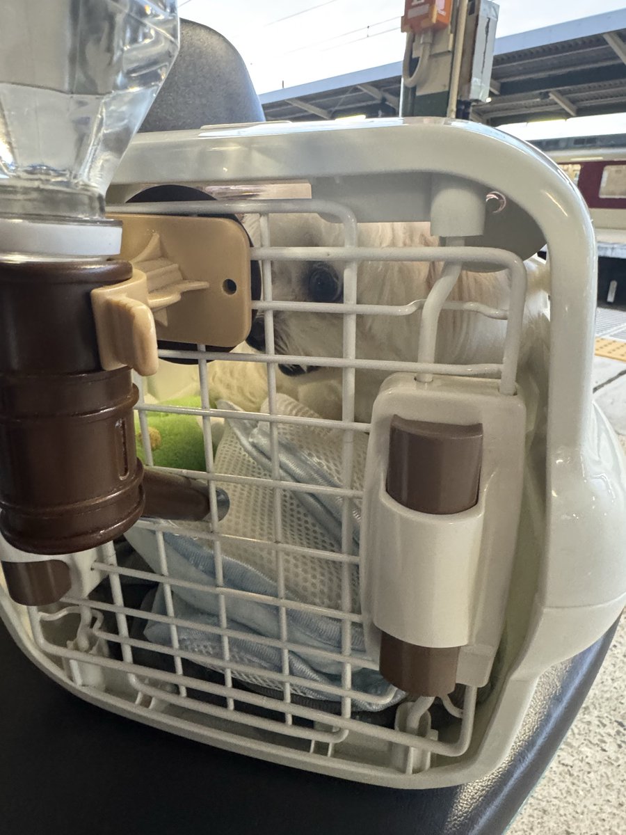 R223n18's tweet photo. ばあちゃんのお見舞いで、急遽大阪へ！
バニラにアトピーの薬とか色々しやな
いかんからバニラも！初めての電車🚃
父ちゃんやと薬とか無理そうやから
バニさんだけ連れていくぞぉ！
ぽてととガタオは、お願いしてきたw
時おりクンクンって鳴いてくるけど
出せんから我慢しくれ(.ω.) https://t.co/gL7VkljI9O
