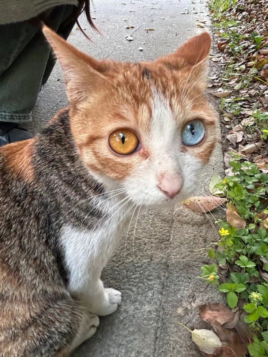naitahanasi's tweet photo. レアすぎる猫いた https://t.co/DH7mDLE2kP