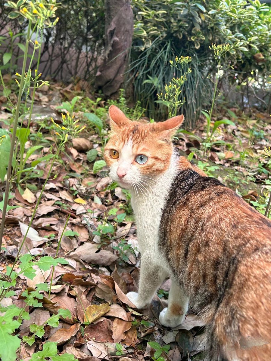 naitahanasi's tweet photo. レアすぎる猫いた https://t.co/DH7mDLE2kP