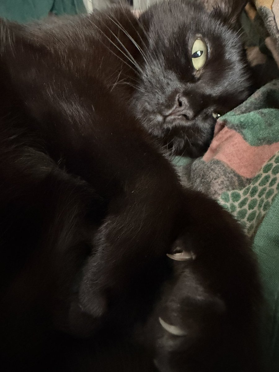 pdotdameron's tweet photo. Everyday is black cat appreciation day in our house https://t.co/0IBSP9ygf3