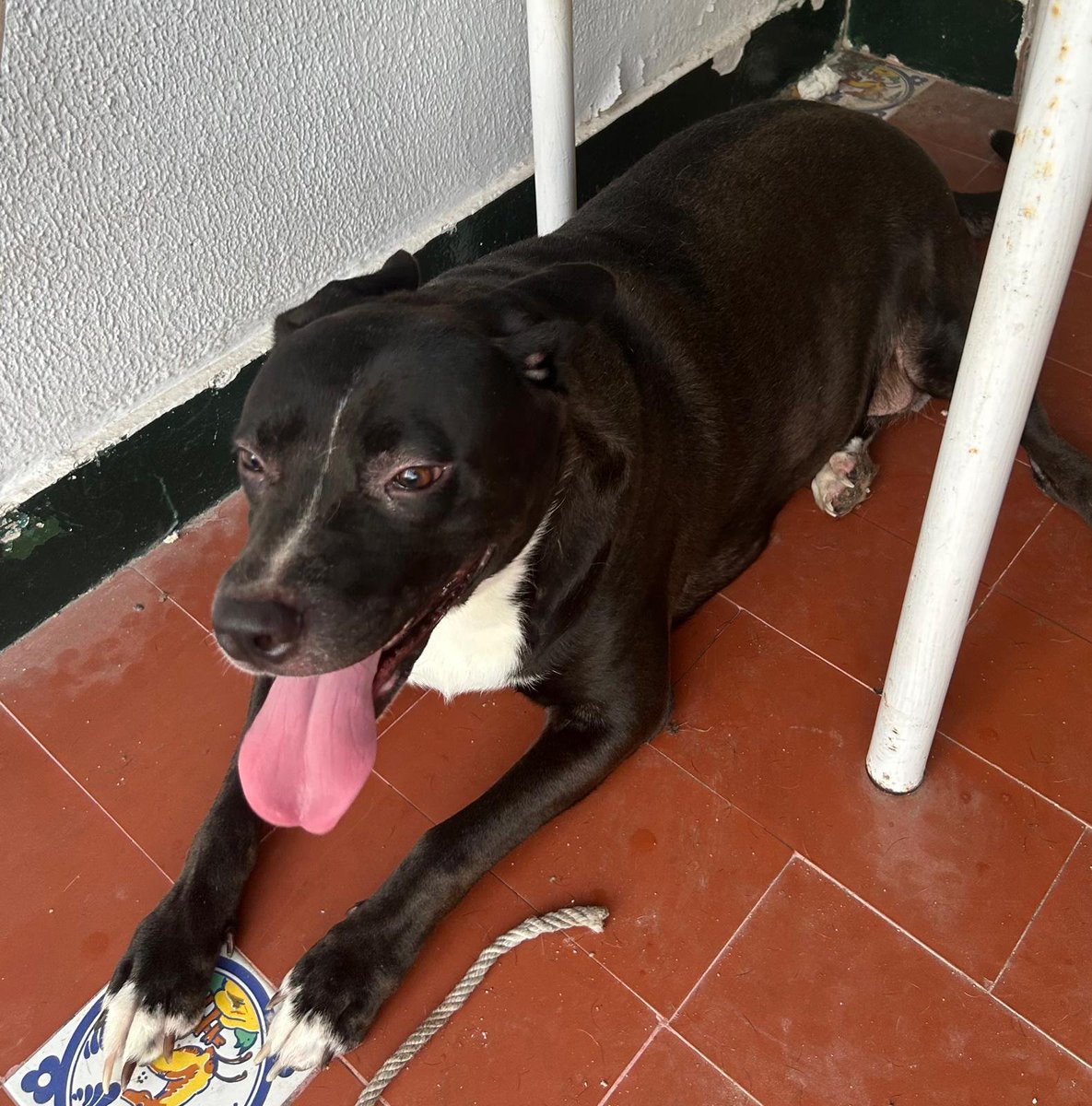 SilviaMylo's tweet photo. Tiene como dos añitos y está con un señor que tiene problemas psicológicos y no la cuida ni apenas le da de comer. Está gordita porque come pan sobre todo 😢💔
No necesita licencia es un crucecito pero como no es clarita no le gusta a nadie, no preguntan por ella, podrían salvarla, llevarla al veterinario, mirar como está, cortarle esas uñas...😞 😭 💔
La cedería 🙏🏻
Por favor ayuda difundid 🙏🏻
Pueblo de Cádiz
618208620