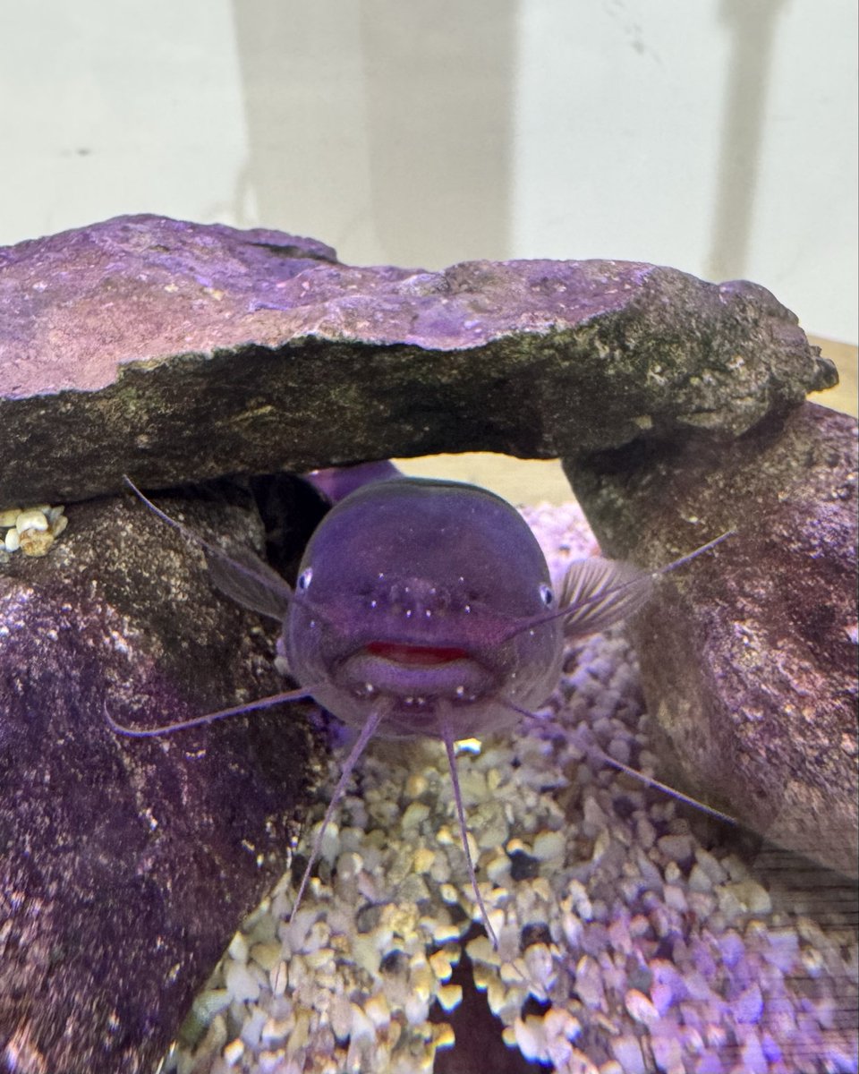 samemi_mhs's tweet photo. 京阪百貨店守口店の「ドキドキ水族館 危険生物×ふれあい大作戦」に行ってきた🦈

ゴマモンガラ、解説通り気が強そう
近寄ってきてわざわざ角度変えて睨んできた🤣 https://t.co/vFOZWmgSMy