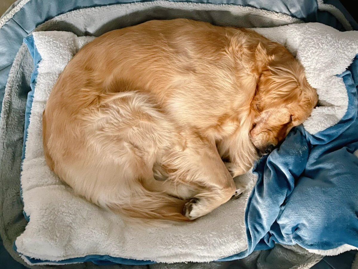 CollinsThe94702's tweet photo. My golden retriever curled up in my lap while I worked today—nothing beats this warm, fuzzy companion boost. #PetLove #EverydayJoy https://t.co/2bEdsh2BBH