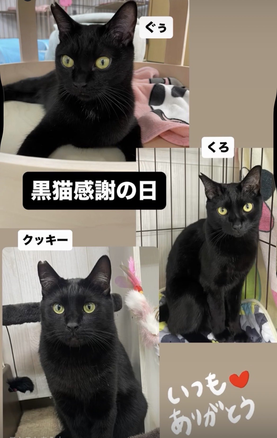 保護猫カフェ ねこ🐾ネコ on X: 