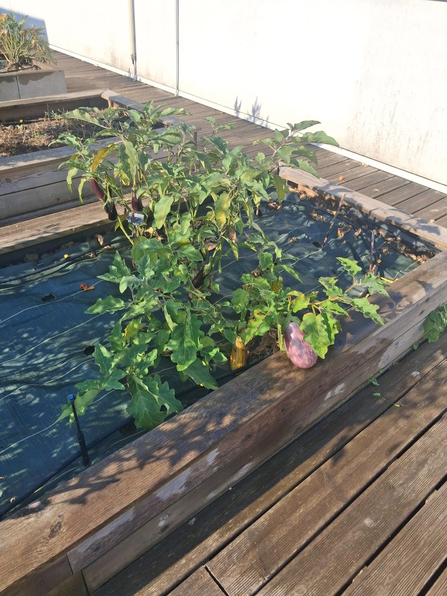 AssoAeT's tweet photo. 🌱👩‍🌾 En plein #Paris, on #cultive, on #apprend et on #transmet

À Bertelotte, en #QPOP les agents d’@AssoAeT poursuivent leurs activités de #maraîchage #urbain : #entretien des #cultures, #travail de la #terre et #découverte des #cycles du #vivant 🌿🥕☀️ https://t.co/SrCghsMiMv
