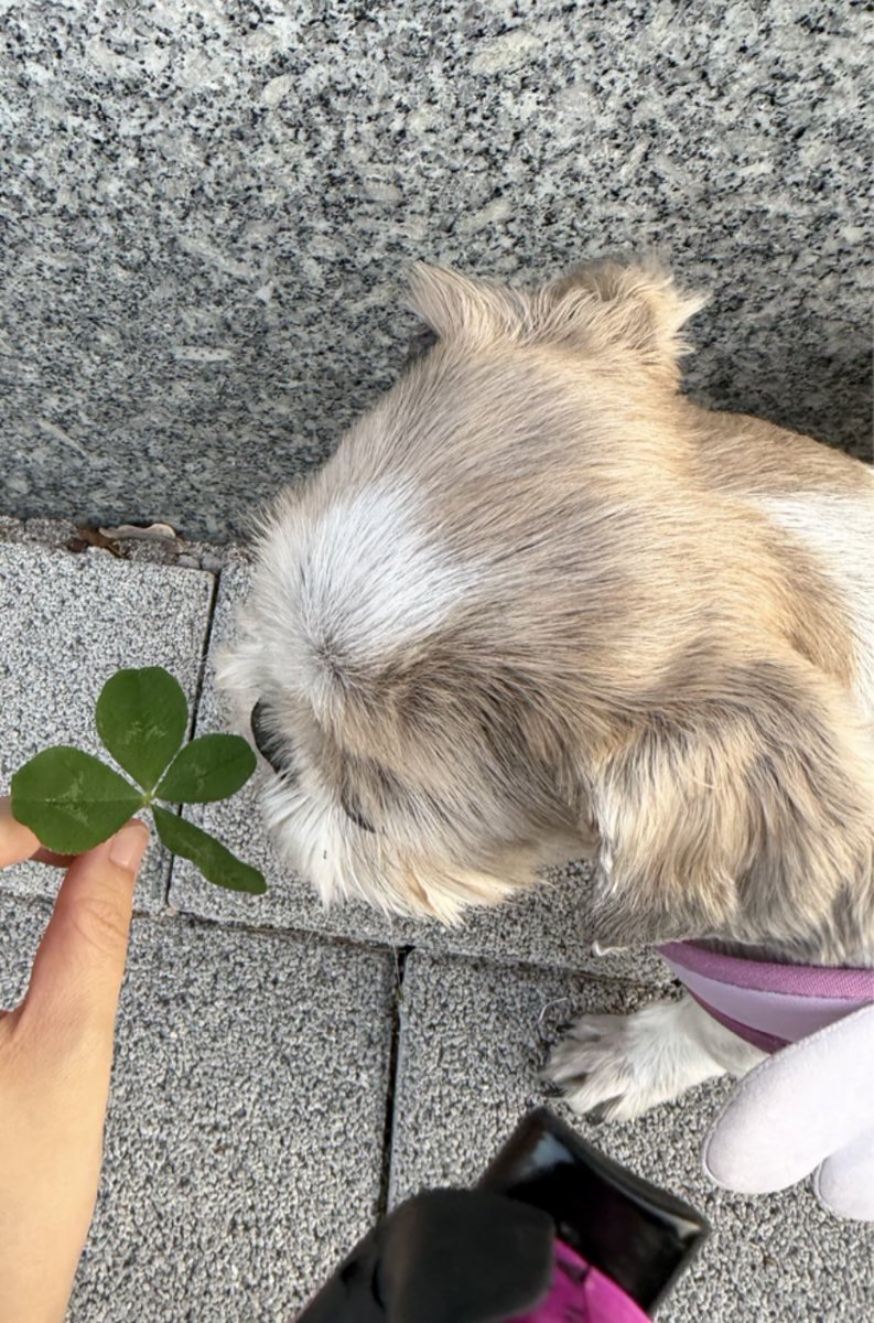 housedog_'s tweet photo. 친구들아 우리 강아지가 이대로면 올해를 넘기기 힘들거래 그래도 난 아득바득 살려보려 하거든? 다들 우리 아기에게 많은 행운을 빌어줘 부탁할게 https://t.co/rVmImQk6DV
