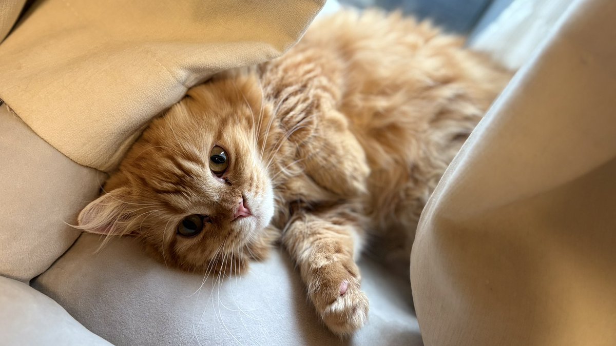 mof_Holmes's tweet photo. これから洗われるのを知らないでまどろむ猫😺

#ミヌエット
#猫のいる暮らし https://t.co/ucz2bHvGJb