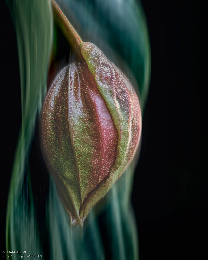 1x_com's tweet photo. Gathered in silence before blooming, titled 'Still becoming' by HIKARI MISUMI. https://t.co/Gb6NVBsfdR #blooming #bud #macrophotography #flowerbud #fineartphotography #closeup https://t.co/hMhD5CbY6c