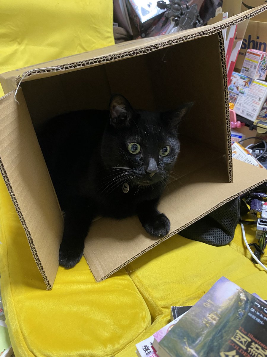 黒猫感謝の日 #BlackCatAppreciationDay