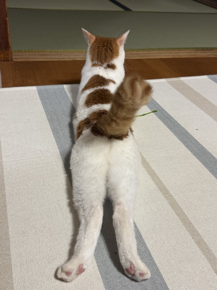 punchuber's tweet photo. ヨガ🧘‍♀️🐈

#猫好きさんと繋がりたい
#猫のいるくらし
#保護猫 https://t.co/DsTv8bIk6d