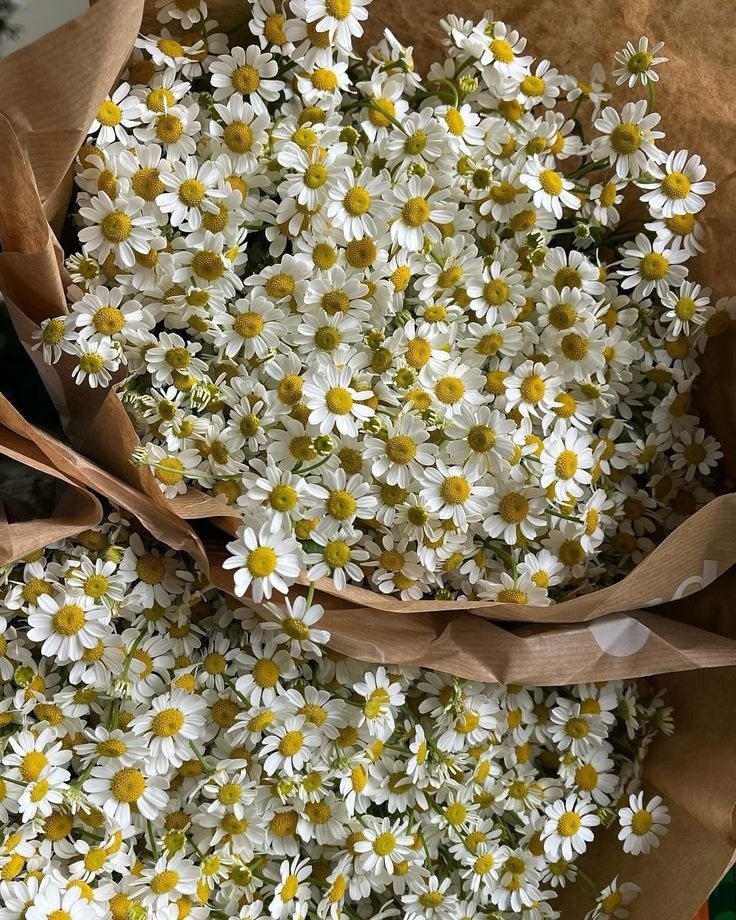 dreamyflowerrs tweet picture