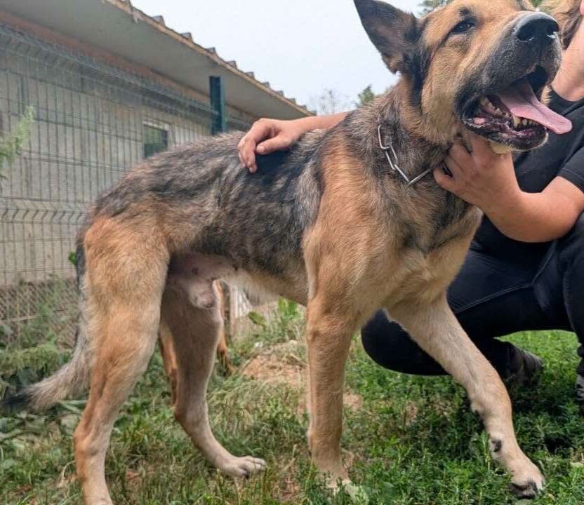 le_Parisien's tweet photo. Un chien très amaigri saute du 3e étage d’un immeuble, la SPA découvre d’autres animaux dans un appartement insalubre de Dieppe
➡️ https://t.co/FX4G92EWRy https://t.co/wdZMelPKfC