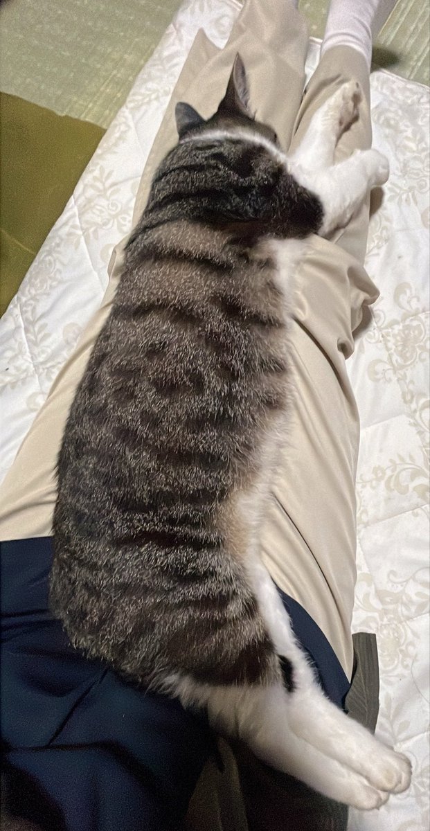 shigure0419's tweet photo. 夏の猫伸ばしなっがーいね🐱 https://t.co/9DE2tqhbS6