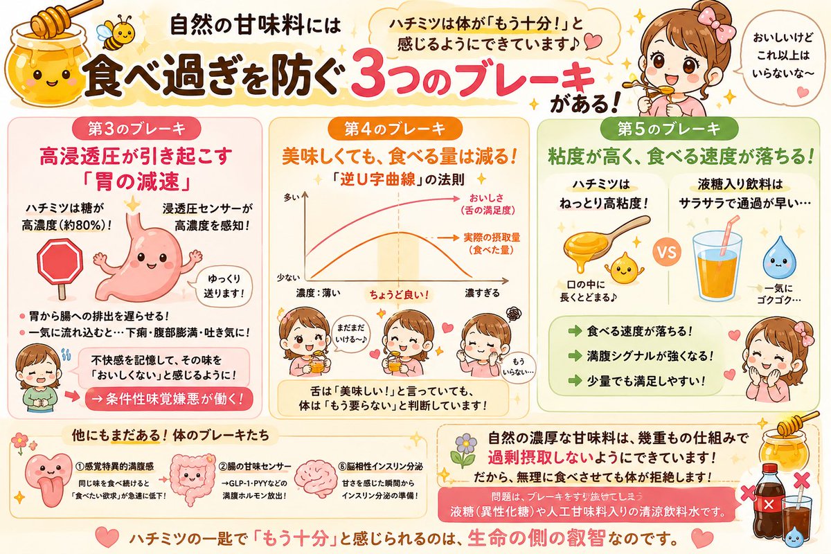nanakomaru1011's tweet photo. 🚨自然の甘味料には、
過剰摂取を防ぐ「7重のブレーキ」があります。

自然の濃厚な甘味料には、

①感覚特異的満腹感
②腸の甘味センサー・満腹ホルモン
③高浸透圧による胃排出の減速
④逆U字型の摂食パターン
⑤粘度による摂食速度の低下
⑥脳相性インスリン分泌

と、幾重にも食べ過ぎを防ぐ仕組みがあります。

𓈒 𓏸𓈒𓂂𓂃

一昨日紹介した
① 感覚特異的満腹感
② 腸の甘味センサー → GLP-1などの満腹シグナル

だけではありません。
さらに身体は何重にもブレーキをかけます。

𓈒 𓏸𓈒𓂂𓂃

🛑第3のブレーキ
高浸透圧 → 胃の出口を閉める

ハチミツは約80％が糖分。

これほど濃厚なものが胃に入ると、
十二指腸の浸透圧センサーが察知。

👉胃から腸へ送り出す速度を落とします。

一気に大量の糖が小腸へ流れ込まないよう、
身体が自動的に「減速」させるのです。

それでも高濃度の糖液が一気に流れ込めば、

👉腸管内へ水を引き込む
👉腹部膨満・吐き気・下痢
👉その味を避けるようになる

という条件性味覚嫌悪まで作動します。

身体：「もうやめとこ😂」

𓈒 𓏸𓈒𓂂𓂃

🛑第4のブレーキ
美味しすぎても、食べる量は減る。
これが面白い。

糖の濃度を上げていくと、
😋「おいしい！」は上昇していく。

ところが実際の総摂取量は…
増える➞ピーク➞濃すぎると減る
これが「逆U字曲線」。

つまり、舌は「美味しい😍」
身体は「もう要らない✋」
という状態が起こります。

「美味しいほど際限なく食べる」
ではないのです。

𓈒 𓏸𓈒𓂂𓂃

🛑第5のブレーキ
ハチミツの“ねっとり”にも意味がある。

ハチミツは液糖のように
ゴクゴク飲めません。

粘度が高い
　↓
口の中に長く留まる
　↓
食べる速度が落ちる
　↓
満腹シグナルが強くなる

同じ��でも、
液体では半固形より
47％も多く摂取した実験があります。

つまりハチミツの
「濃い」「甘い」「ねっとり」

という特徴そのものが、
食べ過ぎを防ぐ仕組みになっています。

𓈒 𓏸𓈒𓂃

そして最後は、

🛑第6のブレーキ
味わった瞬間から代謝準備が始まる。
糖が吸収されるより前。

舌が「甘い」と感じた時点から、
脳を介してインスリン分泌の準備が始まります。

👉これが脳相性インスリン分泌。

身体は糖が血液に入ってから慌てて対応するのではなく、
口に入った瞬間から先回りしている。

𓈒 𓏸𓈒𓂂𓂃

🚨自然の甘味料を「1日○gまで」と頭で制限する前に、
身体そのものに備わったブレーキを知ること。

そして問題なのは、

🥤水で薄める
🥤粘度をなくす
🥤ゴクゴク飲める
🥤自然のブレーキを迂回する

異性化糖や人工甘味料入りの清涼飲料水。

自然のハチミツと、
工業的な液糖飲料���

「どちらも甘いから同じ」
にしてはいけません。

🍯濃厚な甘さを「もう十分」と感じられること自体が、
生命に組み込まれた過剰摂取防止システムなのです。