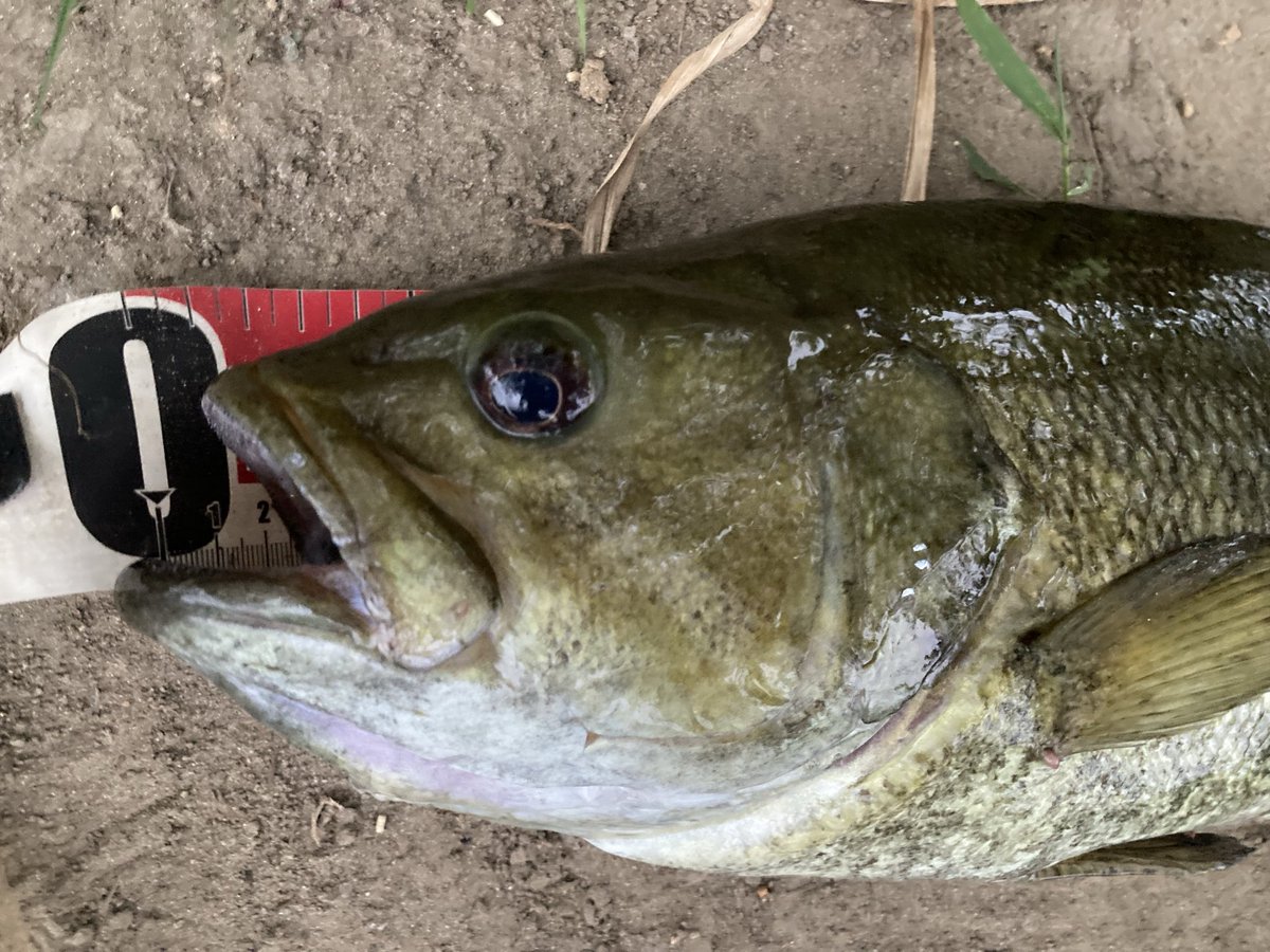 jjtop16's tweet photo. 日没前の短時間🎣

49cm！惜しくも50upならず😆
厳しいコンディションの中では上出来でした🙌

バスも夏バテなのか、お腹ペコペコで思ったより引きは弱め😂 https://t.co/h3gTAHlOCJ