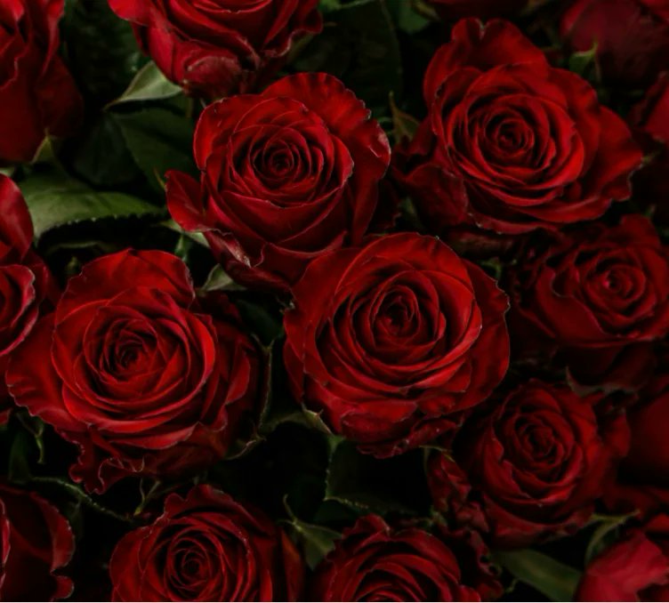 Mistressvir22's tweet photo. I just received 239 Roses 🌹 from my fan via Throne. Thank you! https://t.co/FOkvevwhzA #Wishlist #Throne https://t.co/R3UmbdWFT5