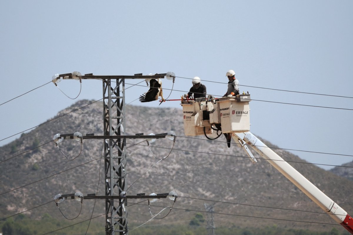 RevistaQuercus's tweet photo. Impactante foto. difundida por ANSE, sobre la reciente muerte de cigüeñas por electrocución en un tendido de #Yecla (Murcia). Un drama silencioso para las aves que abordamos en el Editorial de #Quercus486 (agosto 2026):
🔗 https://t.co/NKKT065PXh
+INFO: https://t.co/bKojruh724 https://t.co/H33e2comc8