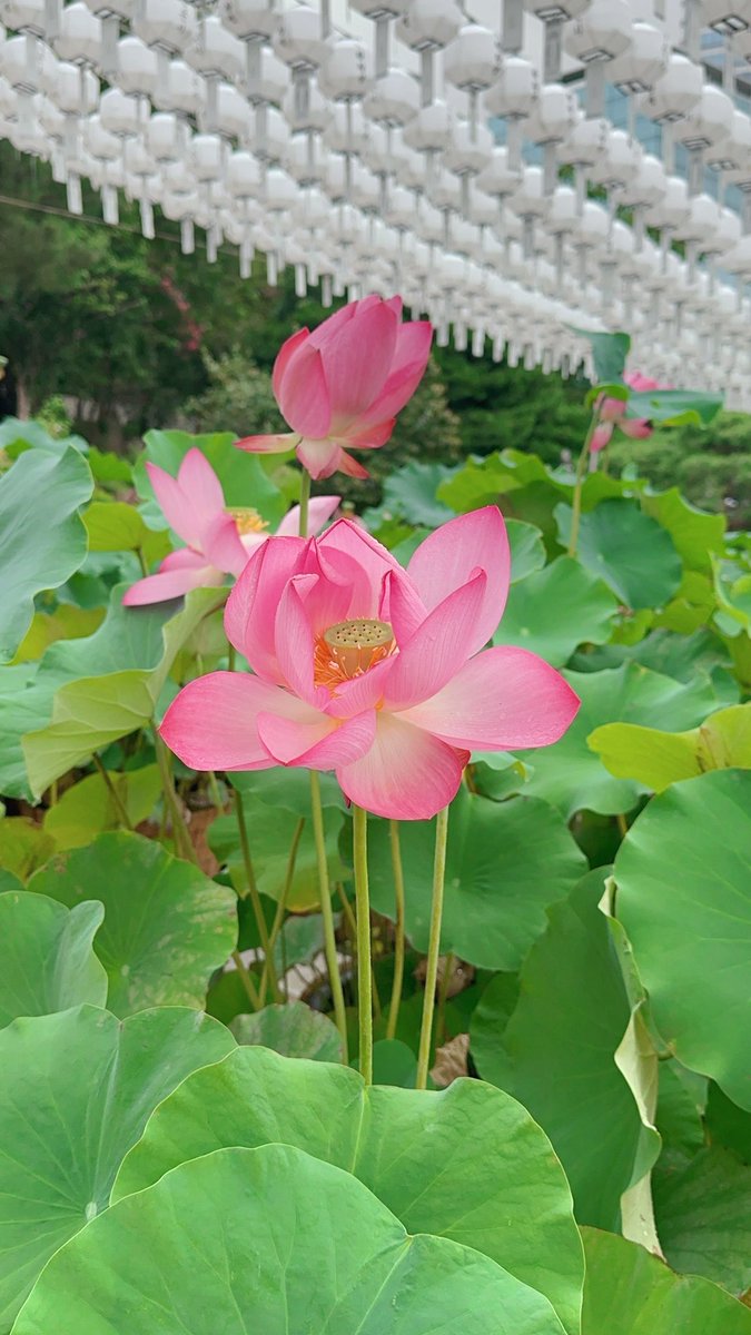 oceanbluwavee's tweet photo. 다들 봉은사를 가세요 지금 연꽃 축제 중이라 예뿌니 연꽃을 볼 수 있듬 🪷 비 오는 날 갔는데도 운치있고 좋았어요

예뿌니 염주도 사고 띠 모양 초도 켜고
연꽃도 보고 풀 냄새 맡고 기도하고 완전 힐링함 !!!!!!! https://t.co/oLsDyXTxSh