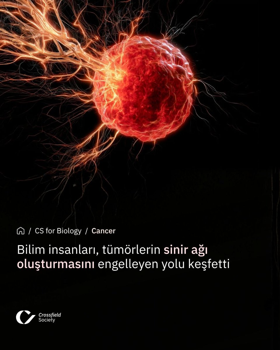 CSBIOTurkiye's tweet photo. Bilim insanları, üçlü negatif meme kanserinin tümörlere sinirleri nasıl çektiğini keşfetti. Makrofajların salgıladığı BDNF sinir büyümesini desteklerken, BDNF’nin engellenmesi farelerde sinir ve tümör büyümesini azalttı.

#MemeKanseri #KanserAraştırmaları #SinirBilimi https://t.co/36jnRR3dPy