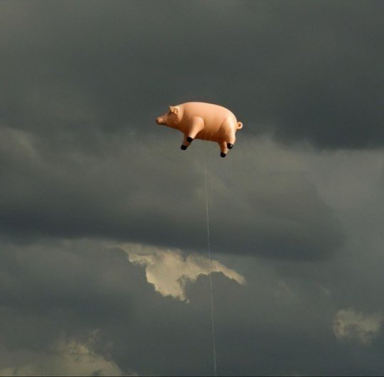 Juanchunchovie1's tweet photo. No, no se trata de Johannes Kaiser.  
Es ALGIE, el cerdo volador de Pink Floyd. https://t.co/OsEjsERYU1