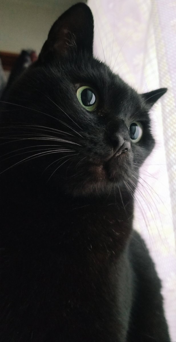 masako0327's tweet photo. くろちゃんと一緒の生活になって10年になりました😆

カリカリがいつも数粒残すので非常用かな？😄と思ってたら、狩もできない無能な私の為に可哀想だから
「マサコちゃん食べなさい🐱」という意味をXで読み、くろちゃんの下僕として日々お仕えできる事、大変光栄に思います✨

昨日は #黒猫感謝の日 https://t.co/PJKmo4e3CA