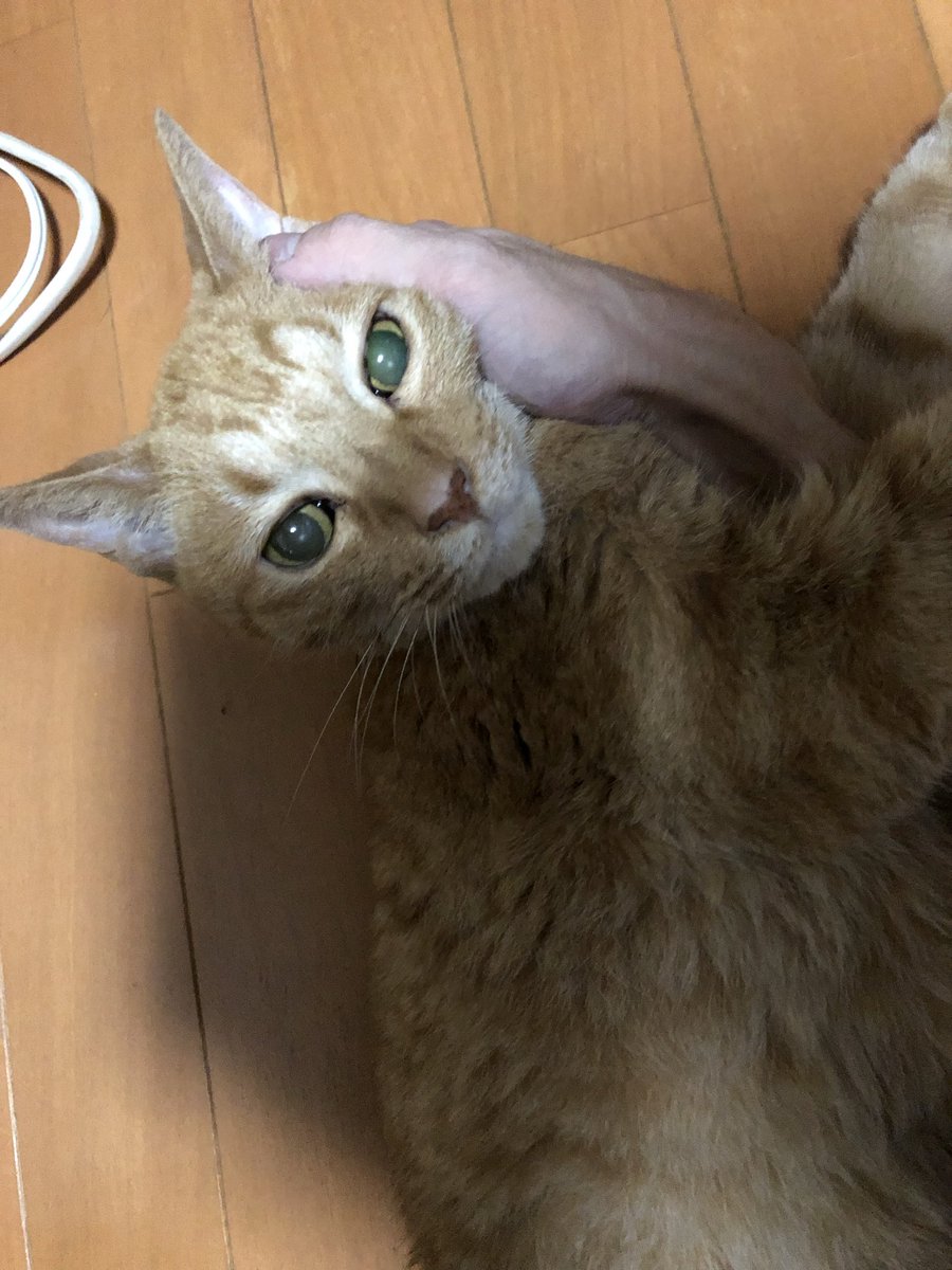 kznk774's tweet photo. うちの子見せびらかす https://t.co/ggX9iUiMT8