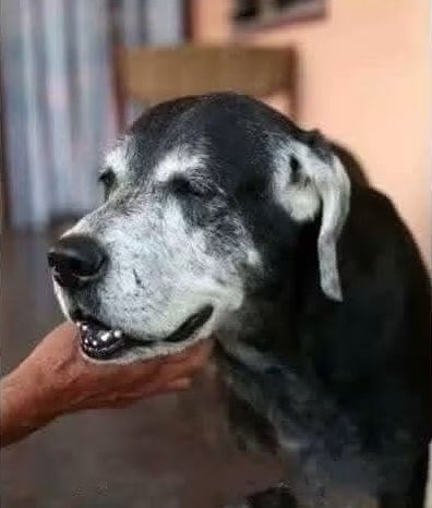 DiloConPerritos's tweet photo. Cuídame cuando esté viejito…

Puede que no sea igual de lindo y que mi cuerpo ya no funcione tan bien, pero yo te sigo queriendo igual que aquel primer día que llegué a tu vida…

Gracias por cuidarme hasta el final. https://t.co/C2sq2OKasc
