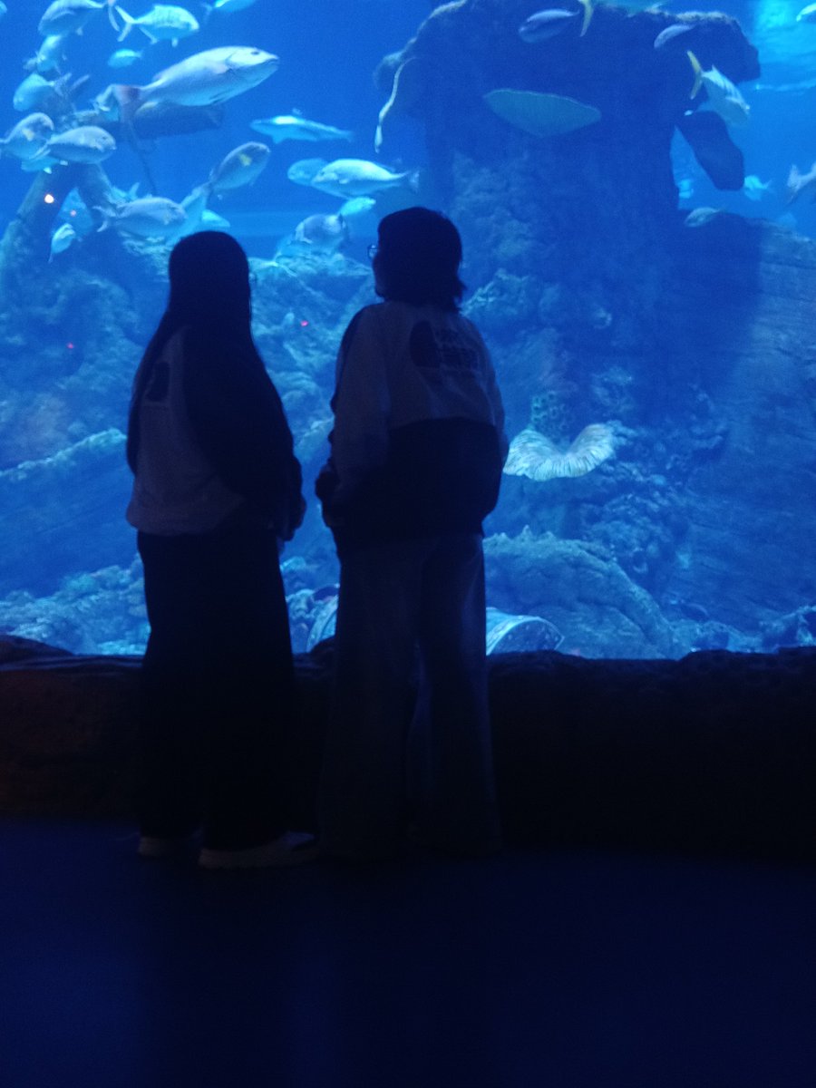 onigiriice's tweet photo. aquarium date is 10/10 so yuriful would go again 💙 https://t.co/Tx0hoeRk7U