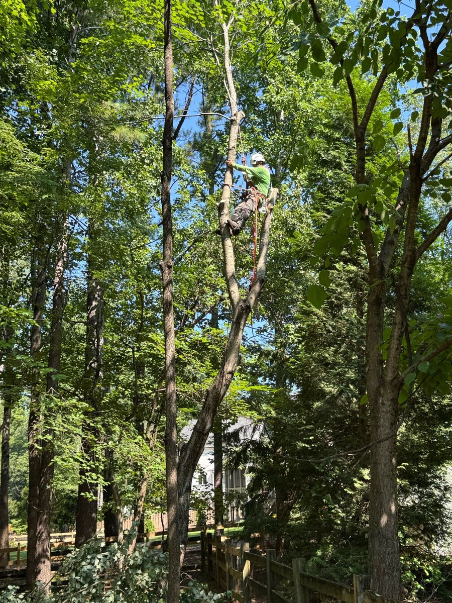 appalachian_of's tweet photo. Before &amp; After — Roswell, GA. Maple growing over the neighbor's fence. Climbed it, pieced it down in a tight spot — fence untouched, yard clean. (404) 409-9926 #TreeService #RoswellGA #BeforeAndAfter https://t.co/3miQoOJGkv