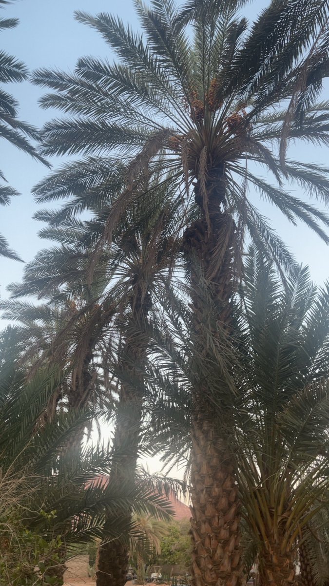 20_fatmh's tweet photo. في مزرعة أمي�� رحمها الله.
ما زالت النخيل واقفةً كما تركتها،
وما زال المكان يحتفظ بشيءٍ منها…
إلا هي، غيابها وحده لا يشبه شيئًا.

أعود إلى هنا كلما اشتقتُ إليها،
فبعض الأماكن لا تُزار…
بل نعود إليها لنجد من نحبّ في الذاكرة. 💔لحظة أدراك# https://t.co/xA4pph06aV