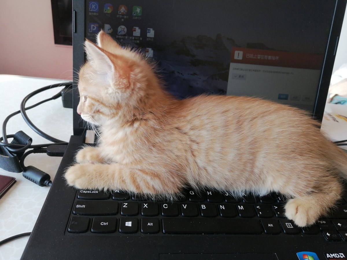 IdolsOk's tweet photo. My tiny fur baby curled up on my laptop keyboard while I work—suddenly "deadlines" don’t feel so heavy. https://t.co/tsj1yBn0CA
