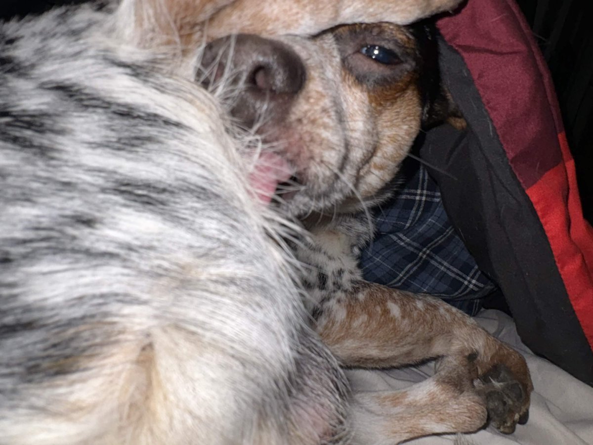 GothForHire's tweet photo. Scud under the blanket https://t.co/z70xnvt5HS