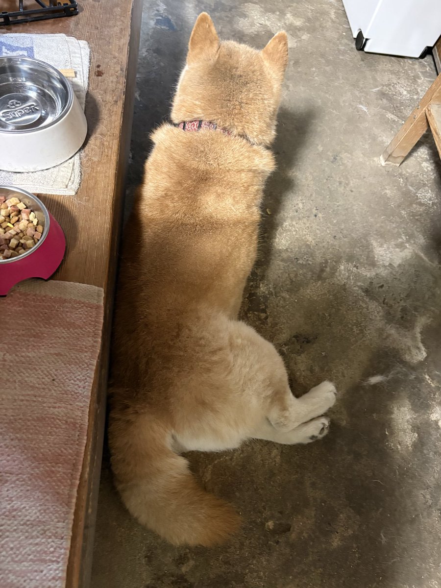 uuu_udon's tweet photo. 13歳になった犬
まだまだ元気 https://t.co/k7A3ckPjV3