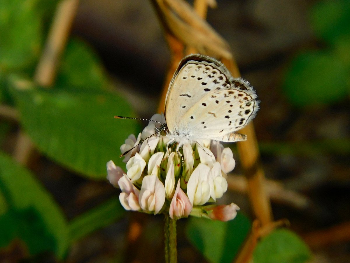 南大阪・河内長野市 寺ヶ池 8.17午後 1/2 ヤマトシジミ🦋 涼しくなっ