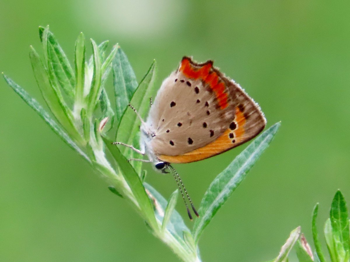 南大阪・河内長野市 寺ヶ池 8.17午後 1/2 ヤマトシジミ🦋 涼しくなっ