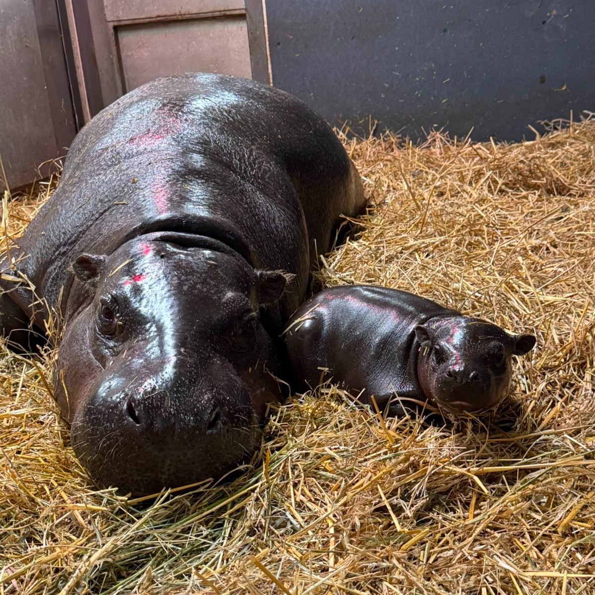 TheTorontoZoo's tweet photo. Mornings are better with Mom 💤 #TZTinyTank https://t.co/0pPel9ZEES