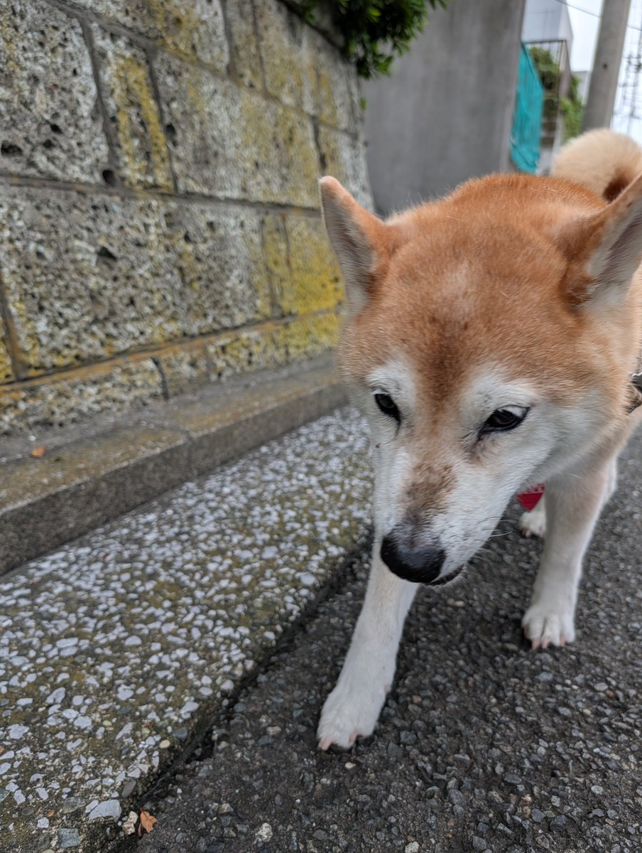 rickshibainu's tweet photo. 草むらクンクンしてマズルが
濡れててかわいいな
#柴犬 https://t.co/zCWgmHKsZW